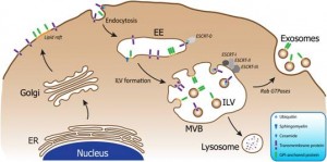 exosomes